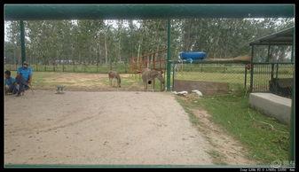 公园白天打野的视频,捕捉自然之美