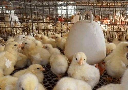 雏鸡育雏视频,从孵化到成鸡的成长历程