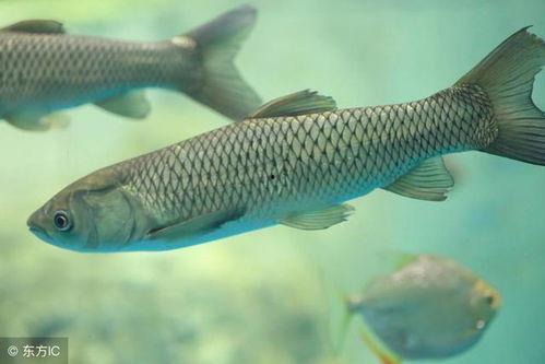 鲫鱼鱼星视频,揭秘水下世界的奇妙之旅