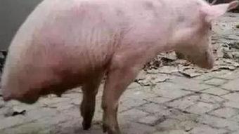 猪走路的视频,揭秘猪走路的风采瞬间