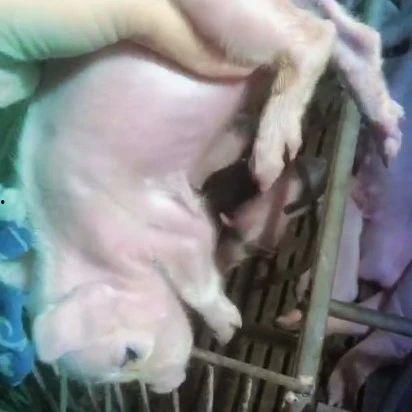 猪走路的视频,揭秘猪走路的风采瞬间