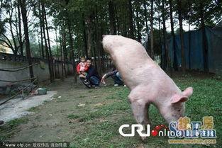 猪走路的视频,揭秘猪走路的风采瞬间