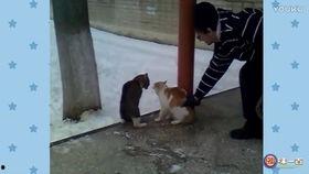 打架搞笑视频,一场意外“友谊”的搞笑对决